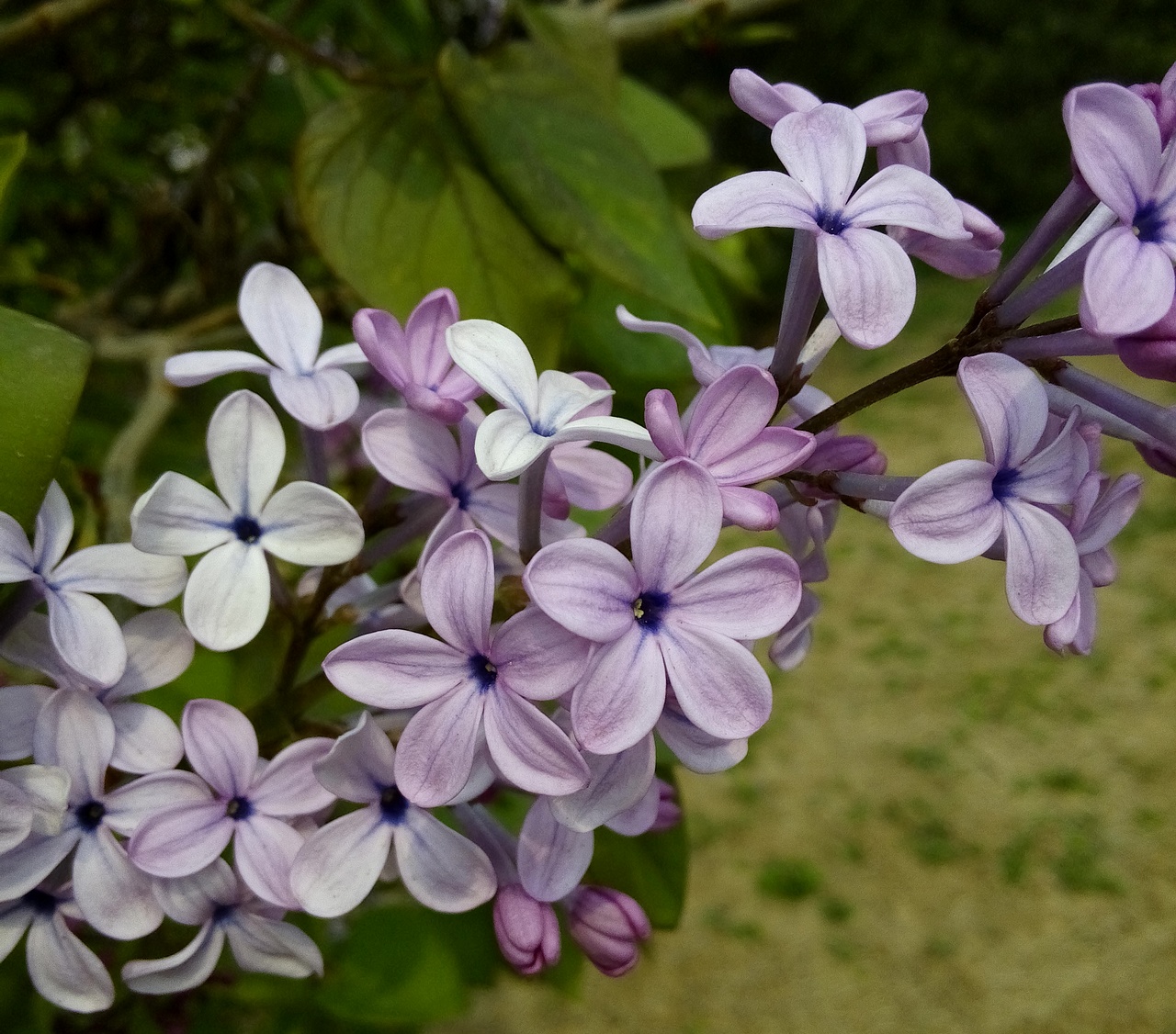 2017南京春季去哪里赏花？南京春季赏花攻略含：樱花+梨花+桃花+牡丹+丁香+海棠