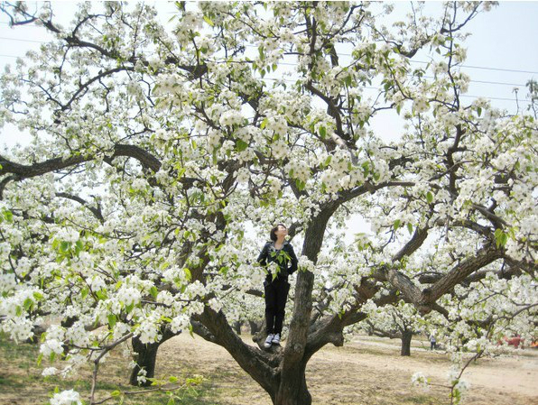 2017南京春季去哪里赏花？南京春季赏花攻略含：樱花+梨花+桃花+牡丹+丁香+海棠