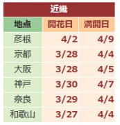 2017京都樱花什么时候开 京都赏樱花人少
