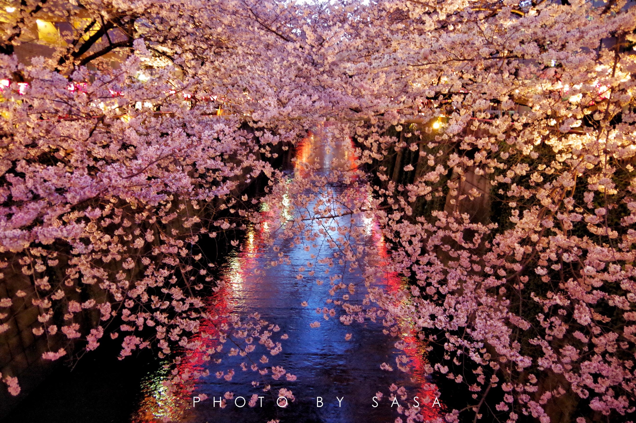 2017日本樱花已经开了 你造吗？