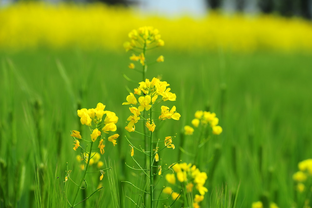 【去哪里看油菜花】2017去哪里看油菜花 国内油菜花观赏地大全